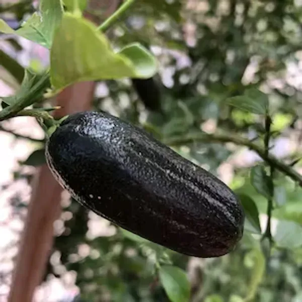 Black_Finger_Lemon_Grafted_Hybrid_Fruit_Plant