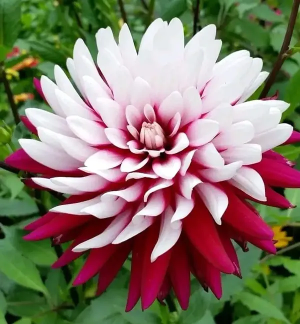 Dahlia_Flower_Plant_Variegated_White_Red