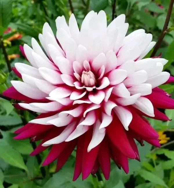 Dahlia_Flower_Plant_Variegated_White_Red