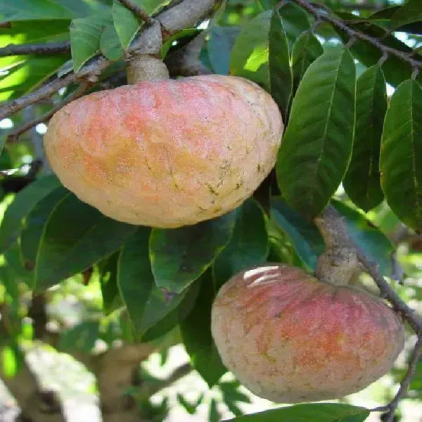 Annona_Reticulata_Ramphal_Grafted_Fruit_Plant