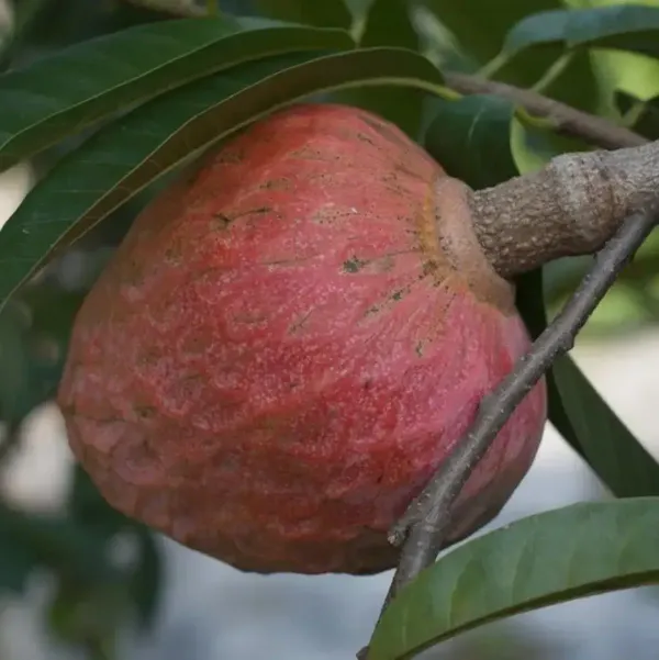 Annona_Reticulata_Ramphal_Grafted_Fruit_Plant