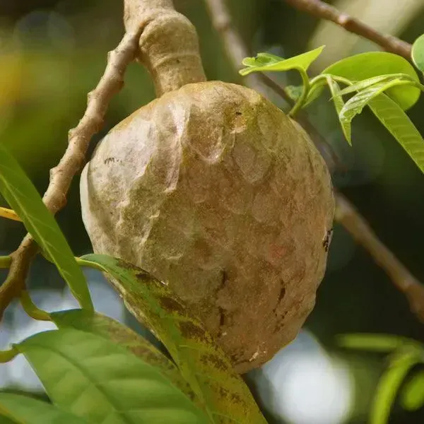 Annona_Reticulata_Ramphal_Grafted_Fruit_Plant