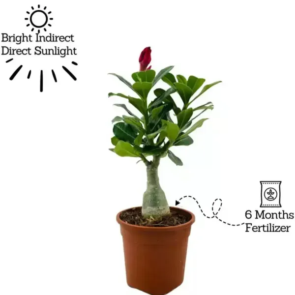 Adenium_Flower_Plants_Combo_Pack_Of_9