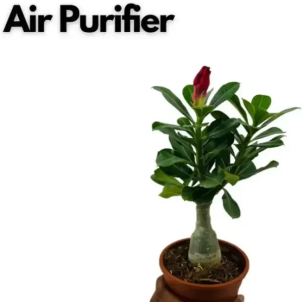 Adenium_Flower_Plants_Combo_Pack_Of_9