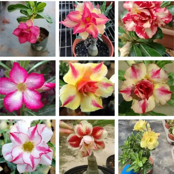 Adenium_Flower_Plants_Combo_Pack_Of_9