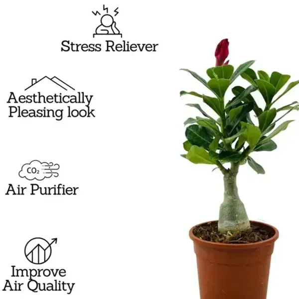 Adenium_Flower_Plants_Combo_Pack_Of_9