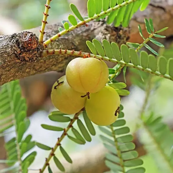 Gooseberry_Amla_Grafted_Fruit_Plant