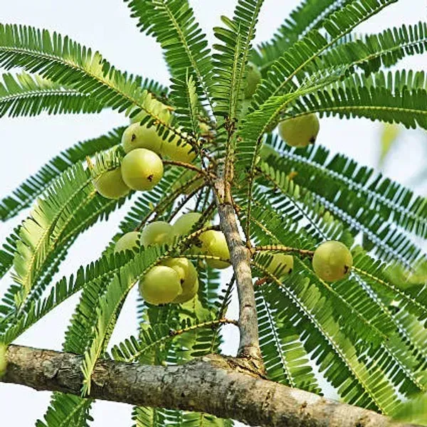 Gooseberry_Amla_Grafted_Fruit_Plant