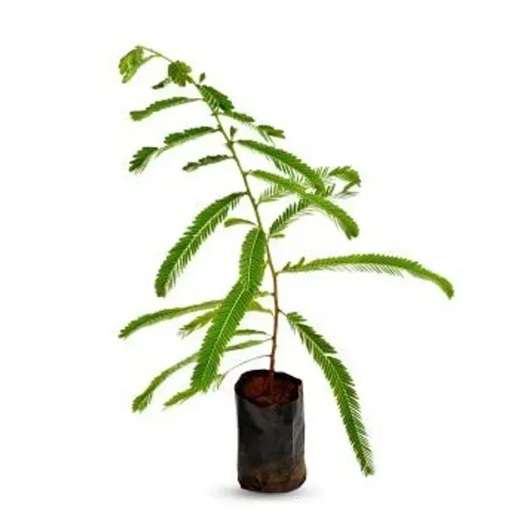 Gooseberry_Amla_Grafted_Fruit_Plant