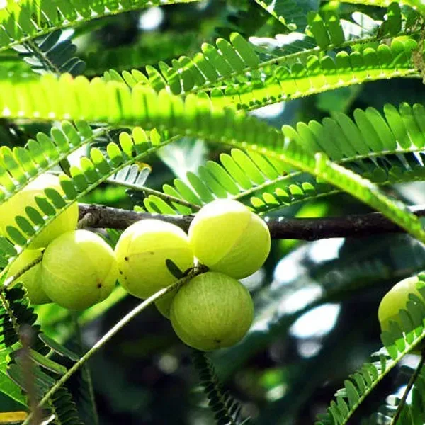 Gooseberry_Amla_Grafted_Fruit_Plant
