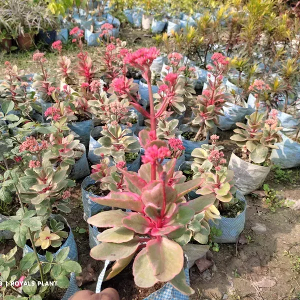 Variegated_Kalanchoe_Flower_Plant_Red