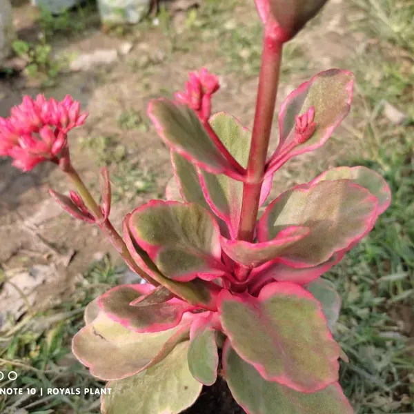 Variegated_Kalanchoe_Flower_Plant_Red