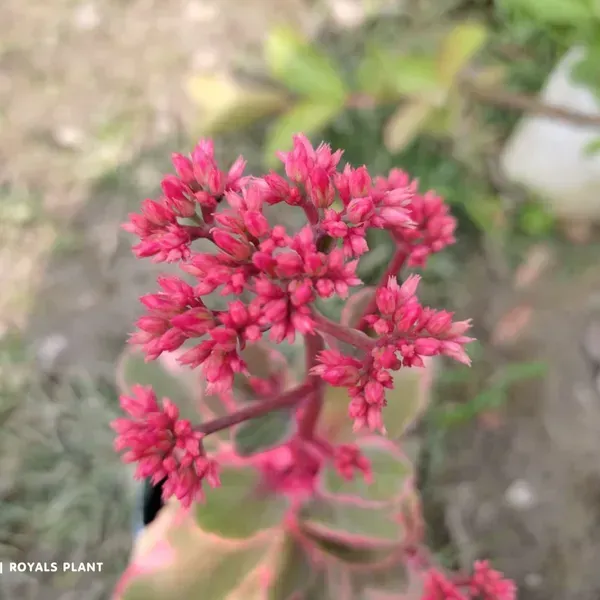 Variegated_Kalanchoe_Flower_Plant_Red