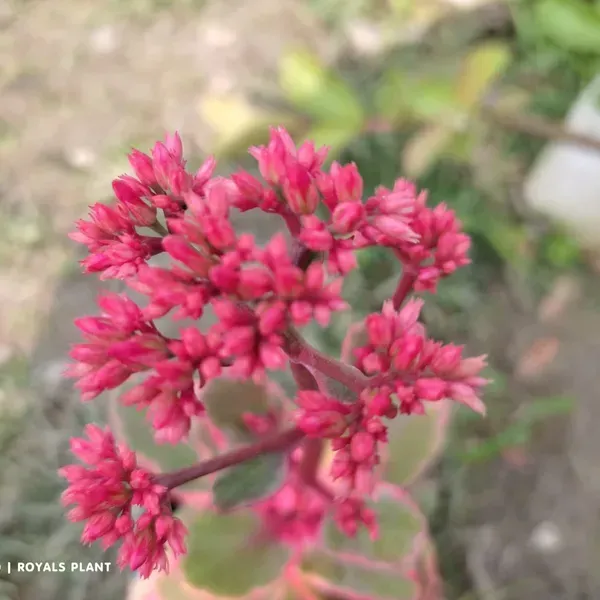 Variegated_Kalanchoe_Flower_Plant_Red