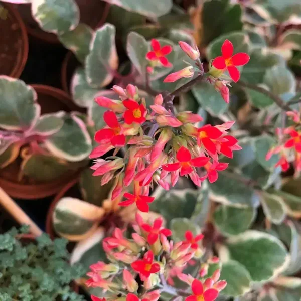 Variegated_Kalanchoe_Flower_Plant_Red