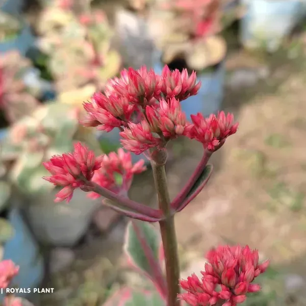 Variegated_Kalanchoe_Flower_Plant_Red