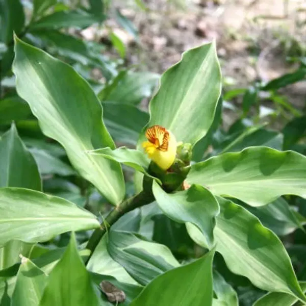 Chamaecostus_Cuspidatus_Insulin_Medicinal_Plant