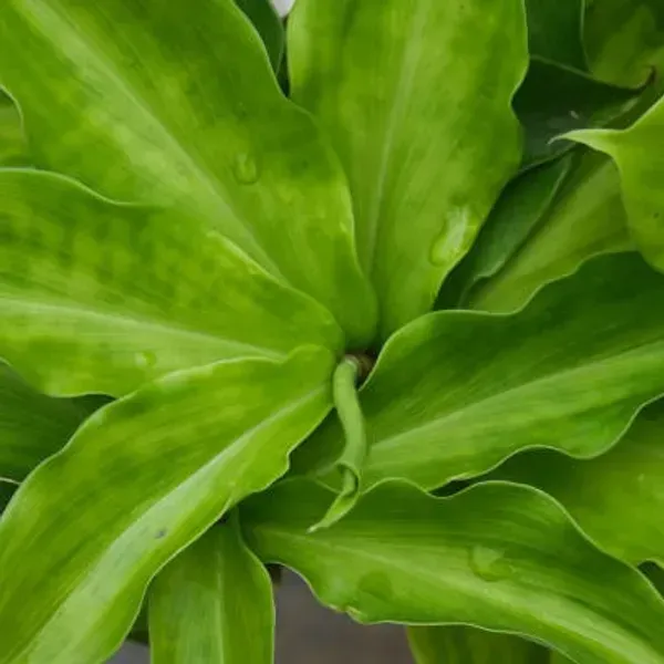 Chamaecostus_Cuspidatus_Insulin_Medicinal_Plant