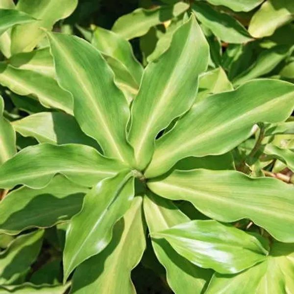 Chamaecostus_Cuspidatus_Insulin_Medicinal_Plant