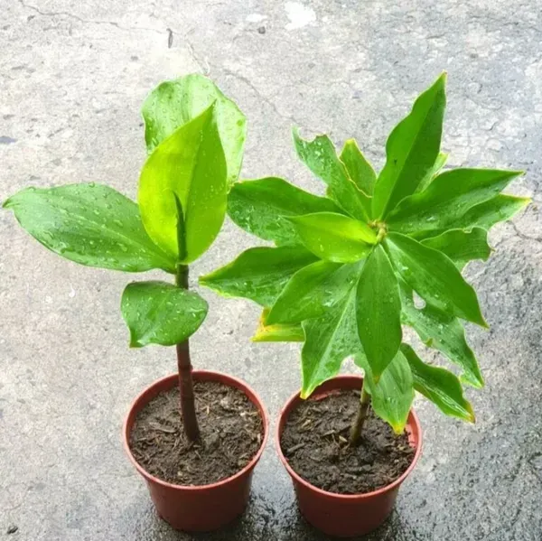 Chamaecostus_Cuspidatus_Insulin_Medicinal_Plant