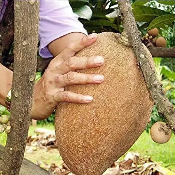Maxican_Chikoo_Grafted_Fruit_Plant