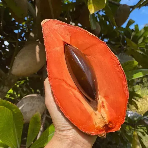 Maxican_Chikoo_Grafted_Fruit_Plant