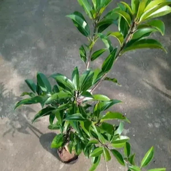 Maxican_Chikoo_Grafted_Fruit_Plant