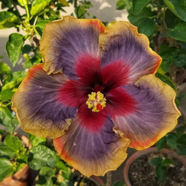 Australian_Variety_Grafted_Hibiscus_Flower_Plant