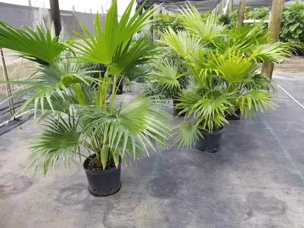 Chinese_Plam_Plant_For_Home_Garden
