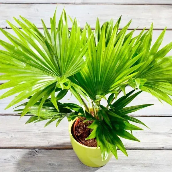 Chinese_Plam_Plant_For_Home_Garden