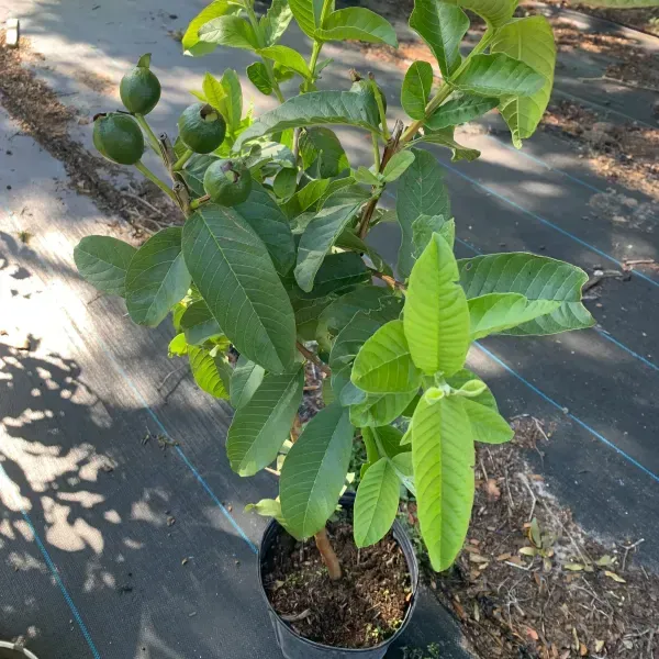 Lucknow_49_Guava_Grafted_Hybrid_Fruit_Plant