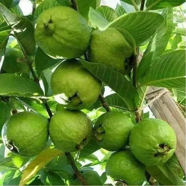 Lucknow_49_Guava_Grafted_Hybrid_Fruit_Plant