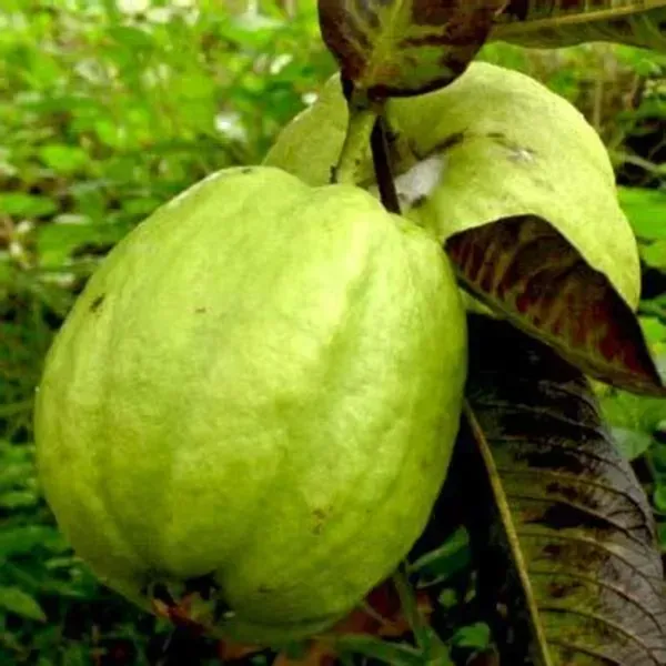 Lucknow_49_Guava_Grafted_Hybrid_Fruit_Plant