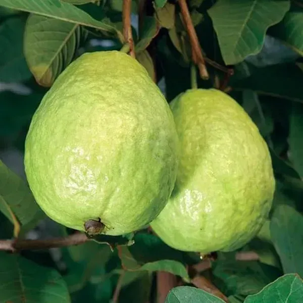 Lucknow_49_Guava_Grafted_Hybrid_Fruit_Plant