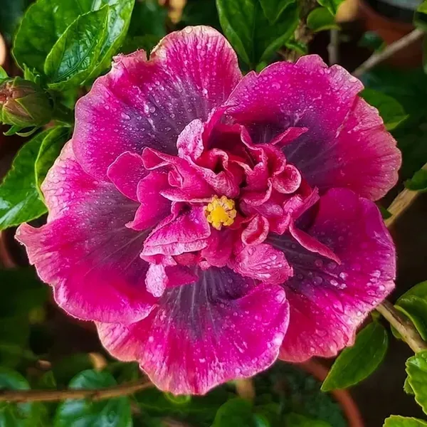 Double_Petal_Variety_Grafted_Hibiscus_Flower_Plant