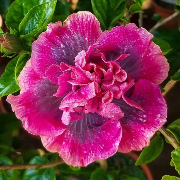 Double_Petal_Variety_Grafted_Hibiscus_Flower_Plant