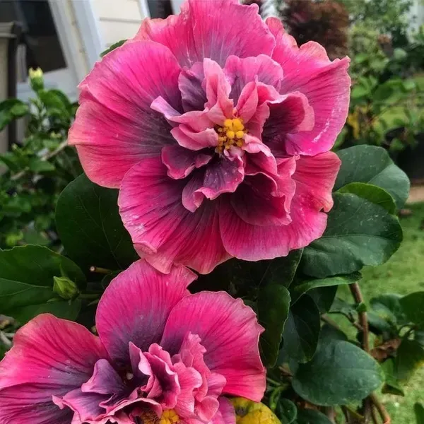 Double_Petal_Variety_Grafted_Hibiscus_Flower_Plant