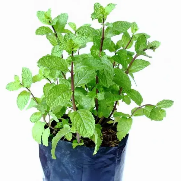 Mint_Pudina_Plant_For_Home_Garden
