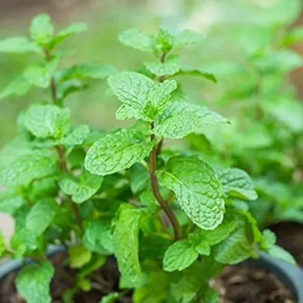 Mint_Pudina_Plant_For_Home_Garden