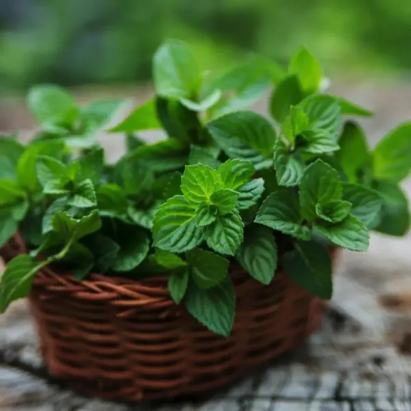 Mint_Pudina_Plant_For_Home_Garden