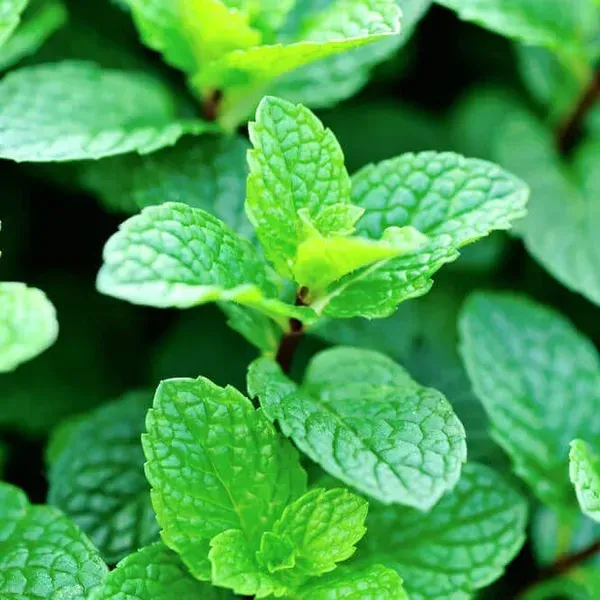 Mint_Pudina_Plant_For_Home_Garden