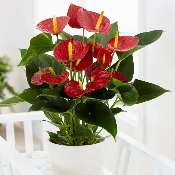 Anthurium_Andreanum_Red_Gift_Plants