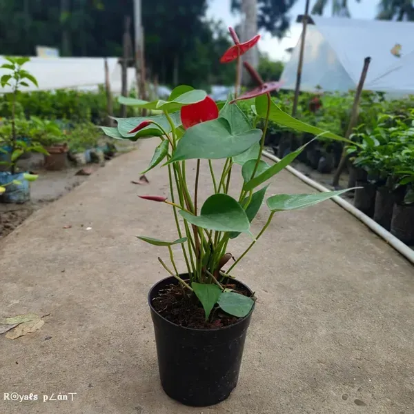 Anthurium_Andreanum_Red_Gift_Plants