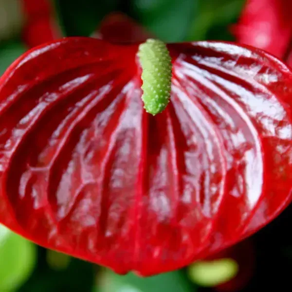 Anthurium_Andreanum_Red_Gift_Plants