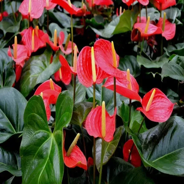 Anthurium_Andreanum_Red_Gift_Plants