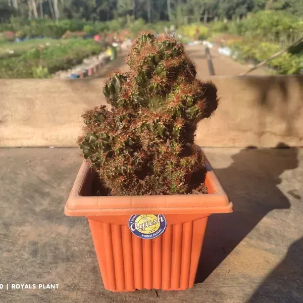Cacti_Cereus_Repandus_Petra_Cactus_Big_Size