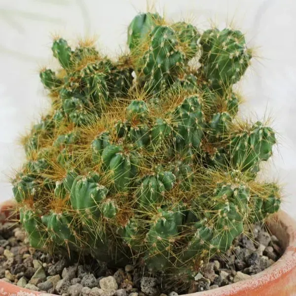 Cacti_Cereus_Repandus_Petra_Cactus_Big_Size