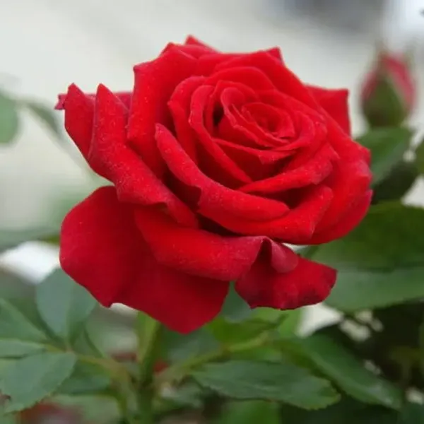 Climbing_Rose_Flower_Plant_Red