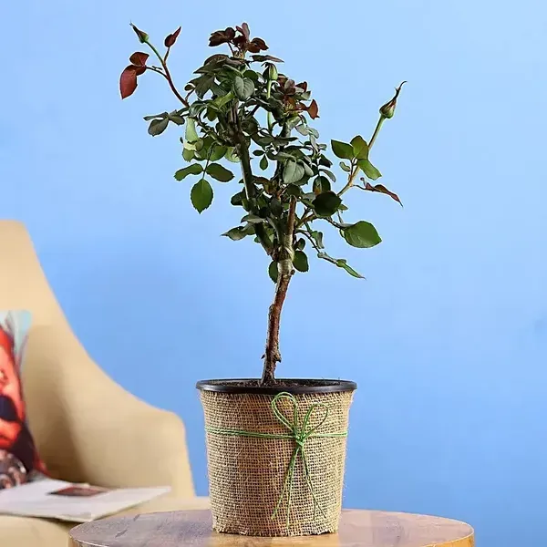 Climbing_Rose_Flower_Plant_Red