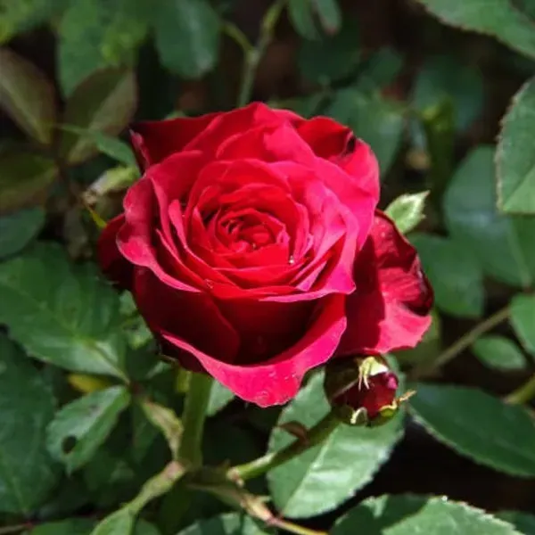 Climbing_Rose_Flower_Plant_Red